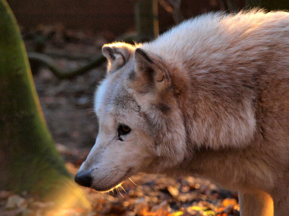 Nature dog animal