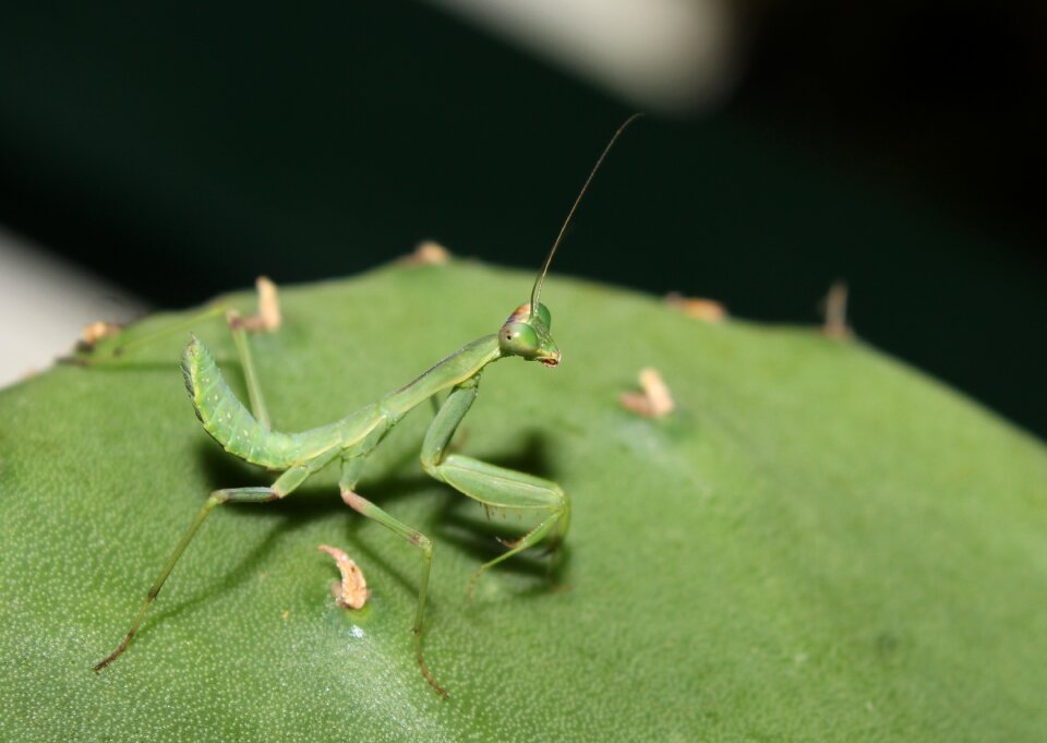 Wild life invertebrate mantis
