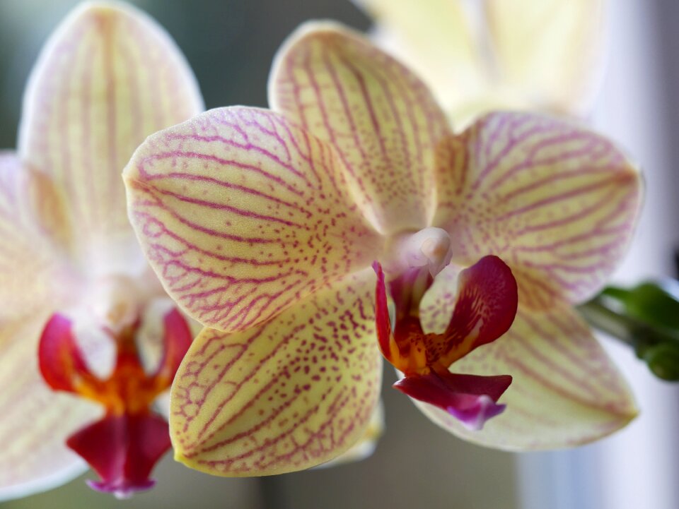 Plant nature petal