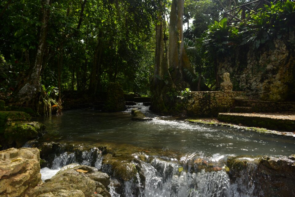 Waterfall tree dominican republic