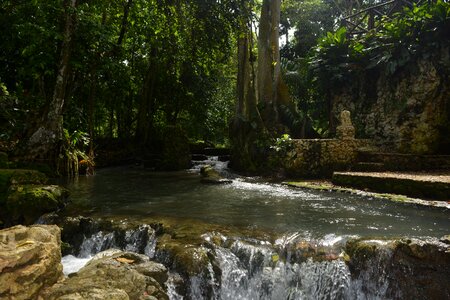 Waterfall tree dominican republic photo
