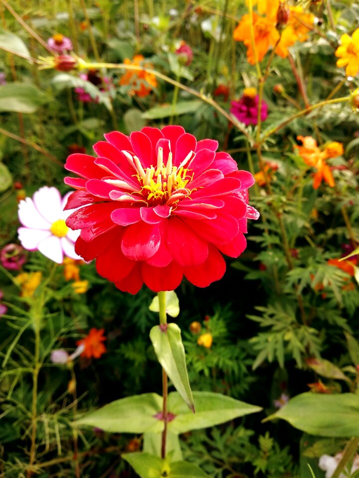 Nature plant garden photo