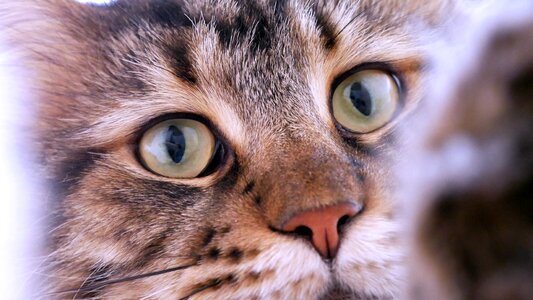 Portrait eye maincoon