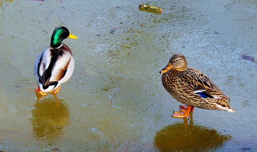 Ice couple pond photo