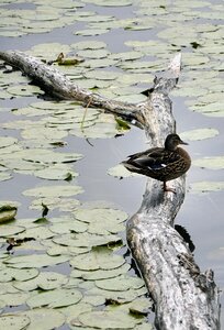 Nature pond lake