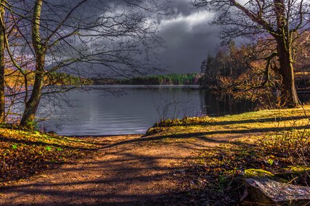 Spring tree landscape