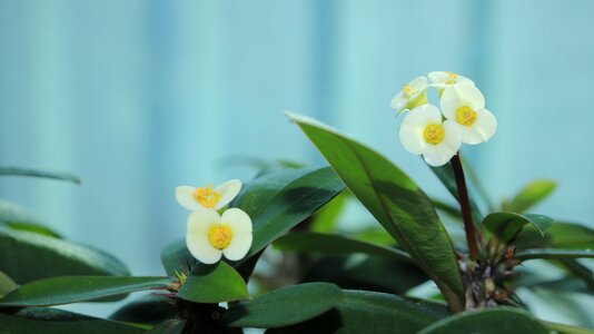 Yellow white color leaf photo