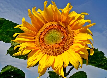 Summer flower sunflower