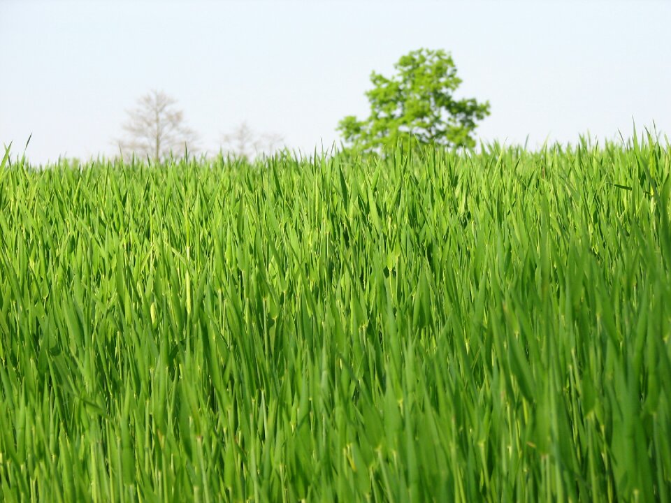 Farm agriculture