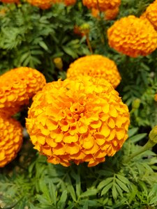 Flower leaf marigold photo