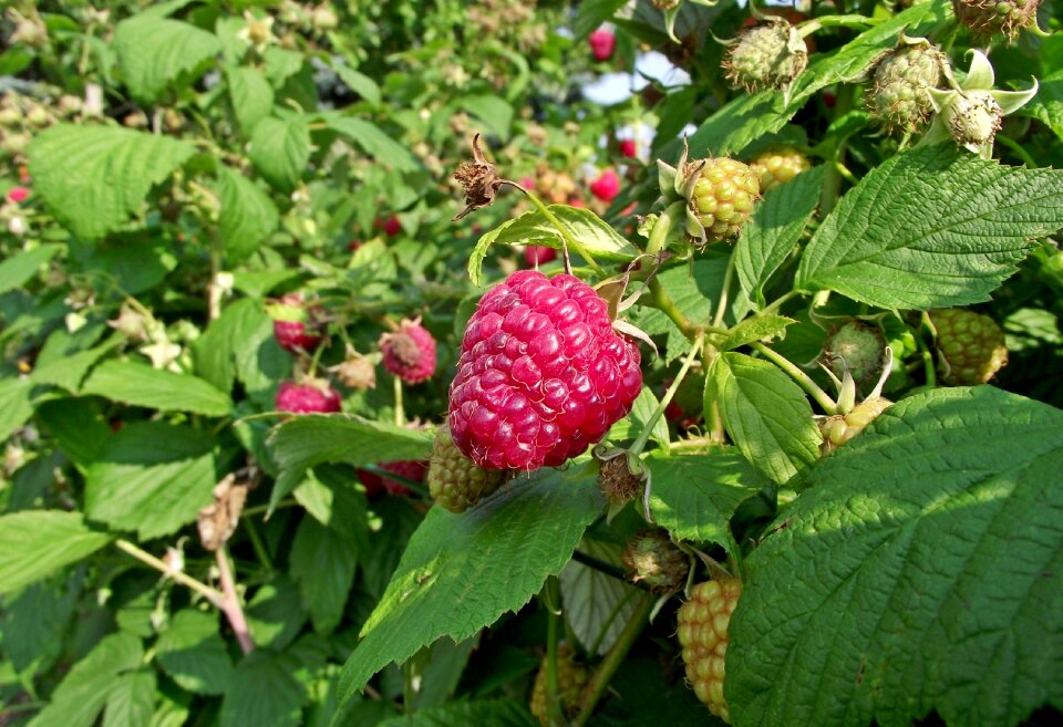 Summer fruit malina