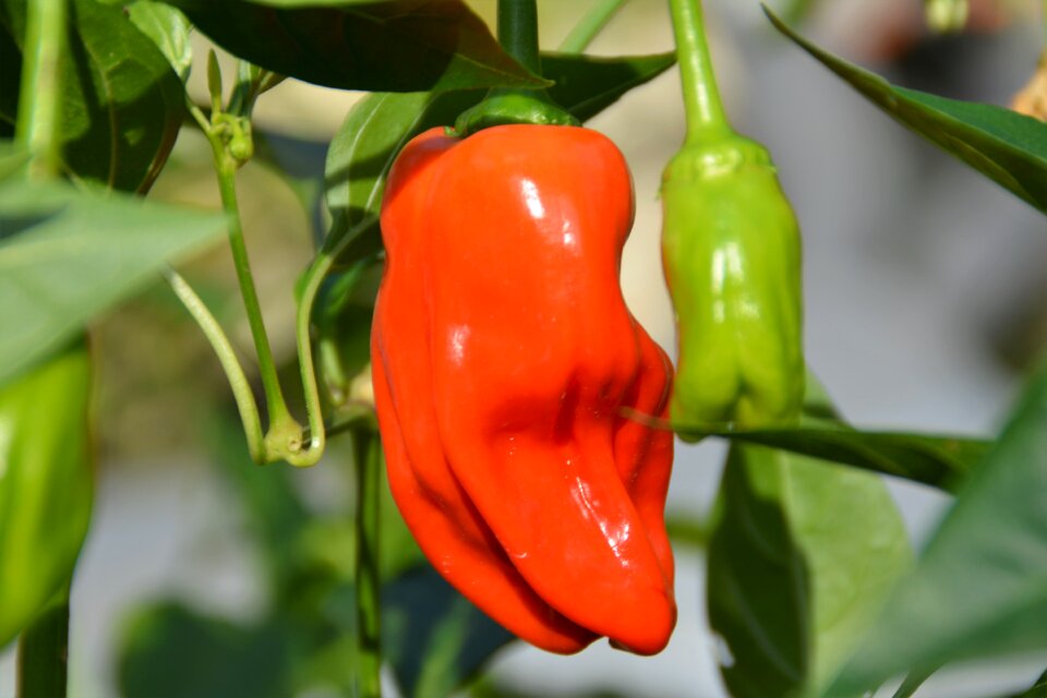 Chili hot pepper nature