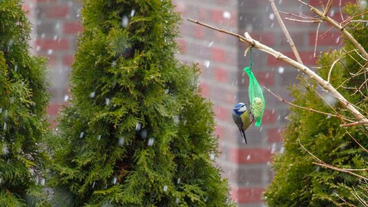 Blue tit attention hungry