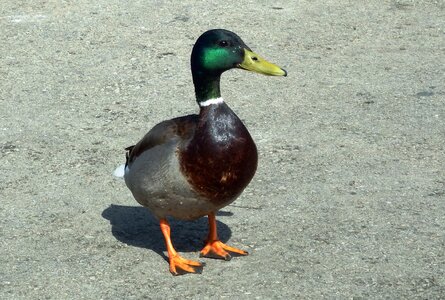 Puddle goose animal world