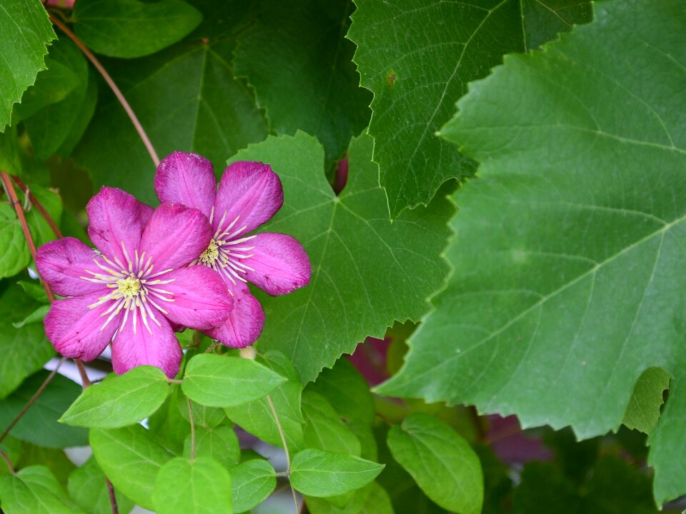 Flower greens summer