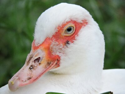 Animalia outdoors head photo