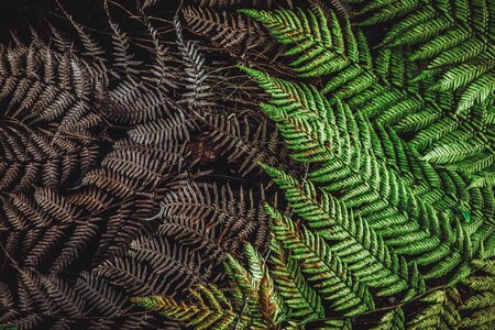 Abstract leaf closeup