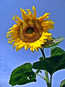 Sunflower summer leaf