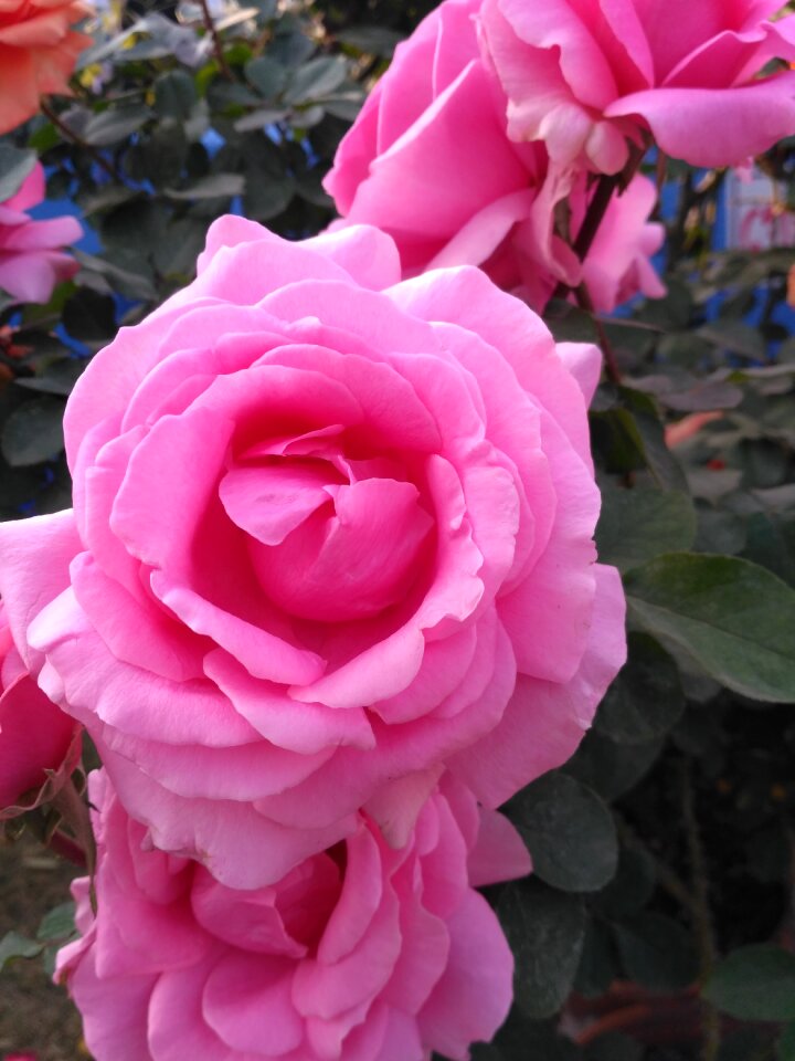 Blooming flora romance