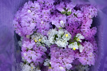 Bouquet hoa sa lem pink to pale purple