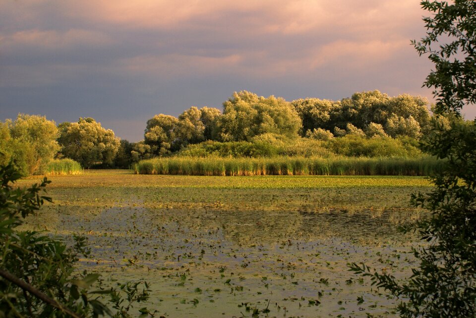 Lake pond bank