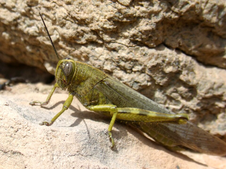 Animalia insect wild life