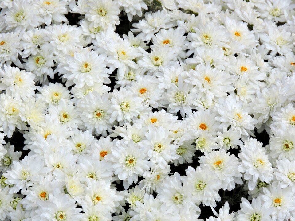 Floral garden season