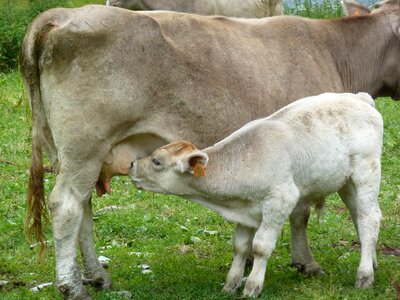 Animal cow calf photo