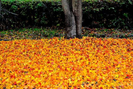 Nature of order autumn season