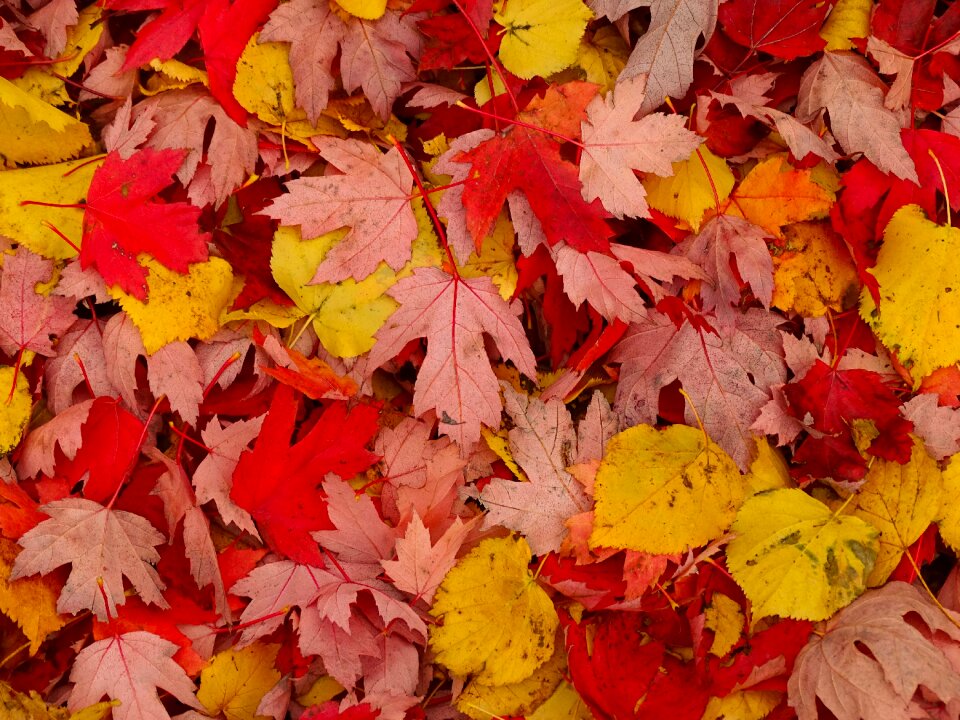 Season nature red