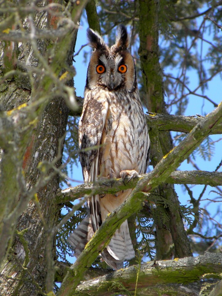 Bird owl bird of prey