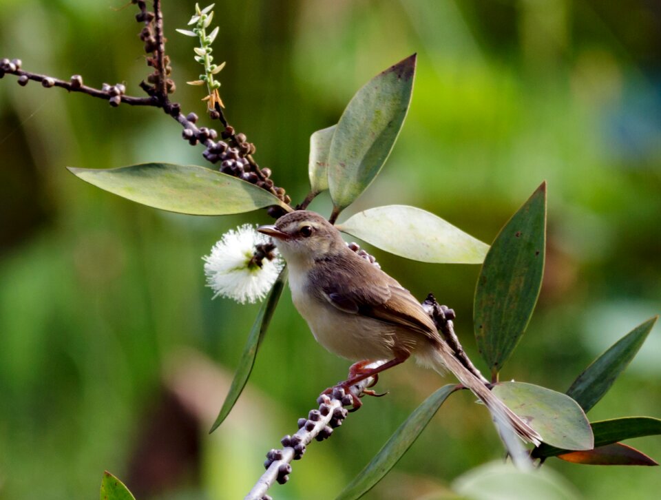 Wildlife viet nam bird