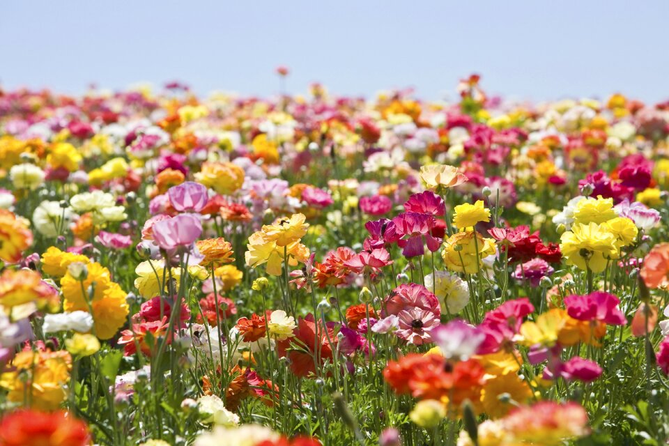 Nature field plant