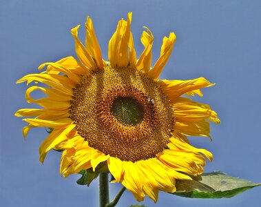 Plant summer blooming sunflower photo