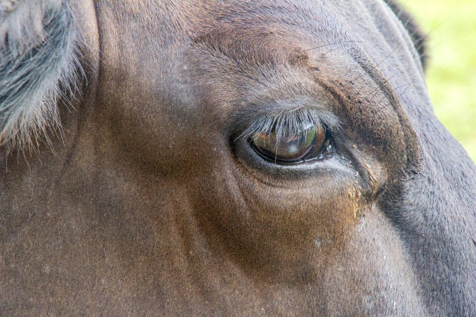 Portrait wild animal