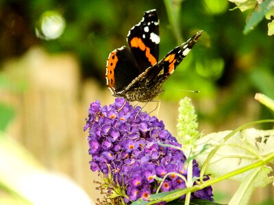 Butterfly summer flower photo