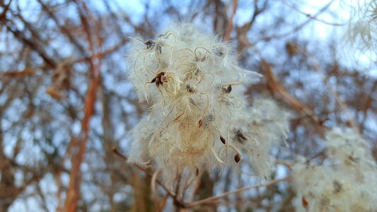 Dry plant nature Free photos