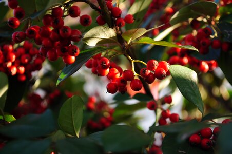 Fruit leaf tree