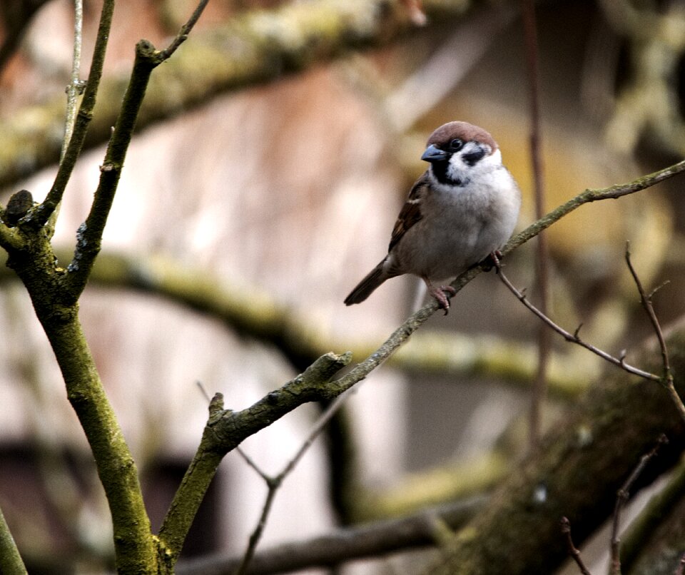 Animal world sparrow nature