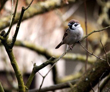 Animal world sparrow nature