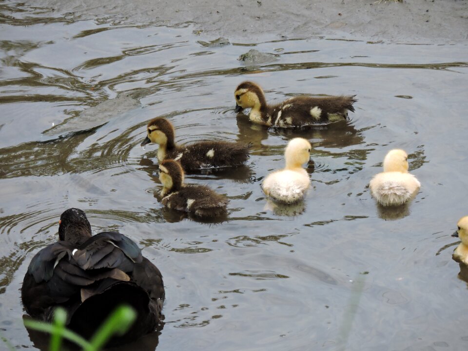 Lake outdoors wild life