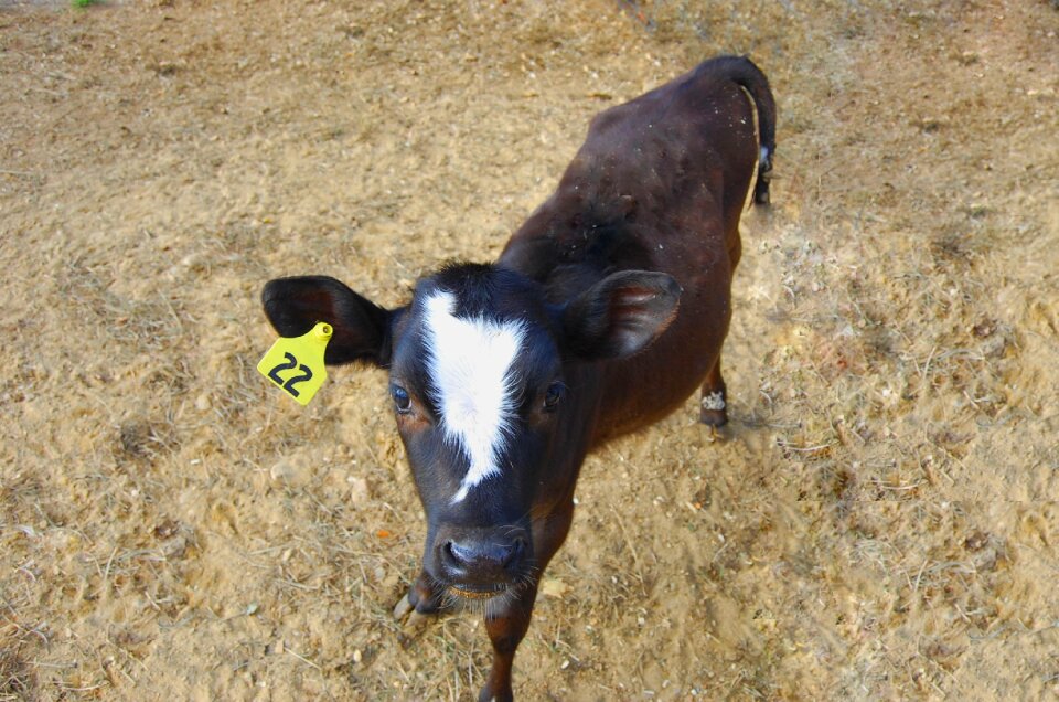 Cow natural livestock