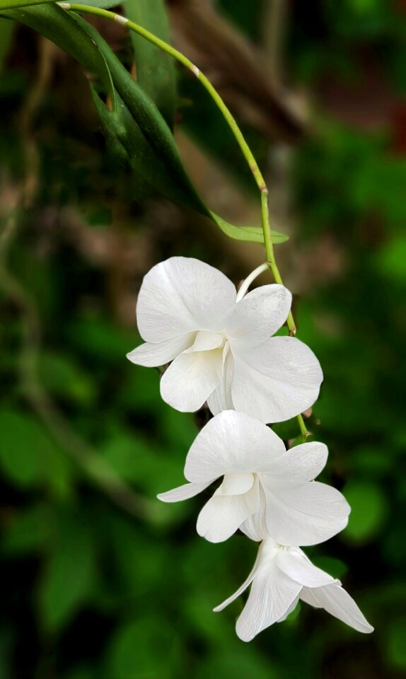 Nature flower flora