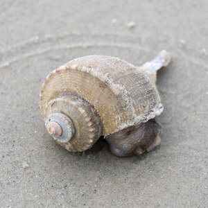 Snail gastropod spiral photo