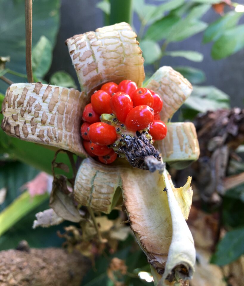 Wild fruits fruit leaves
