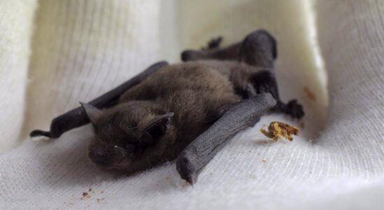 Bats bat flying dog