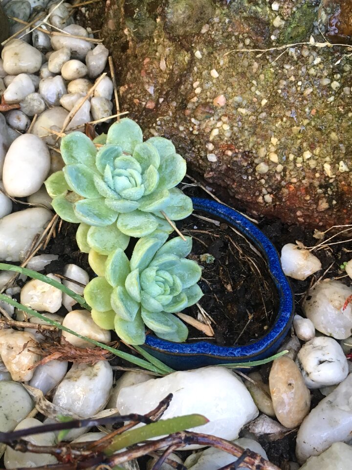 Desktop closeup succulent