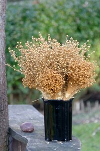 Bouquet of flax plant natural