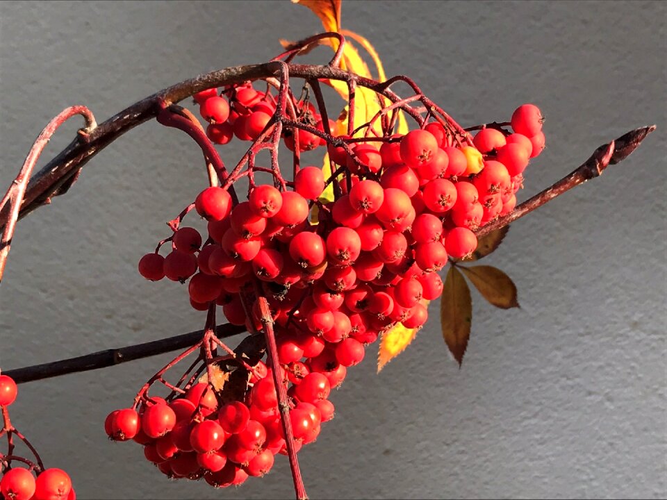 Berry bright season