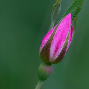 Summer garden rose